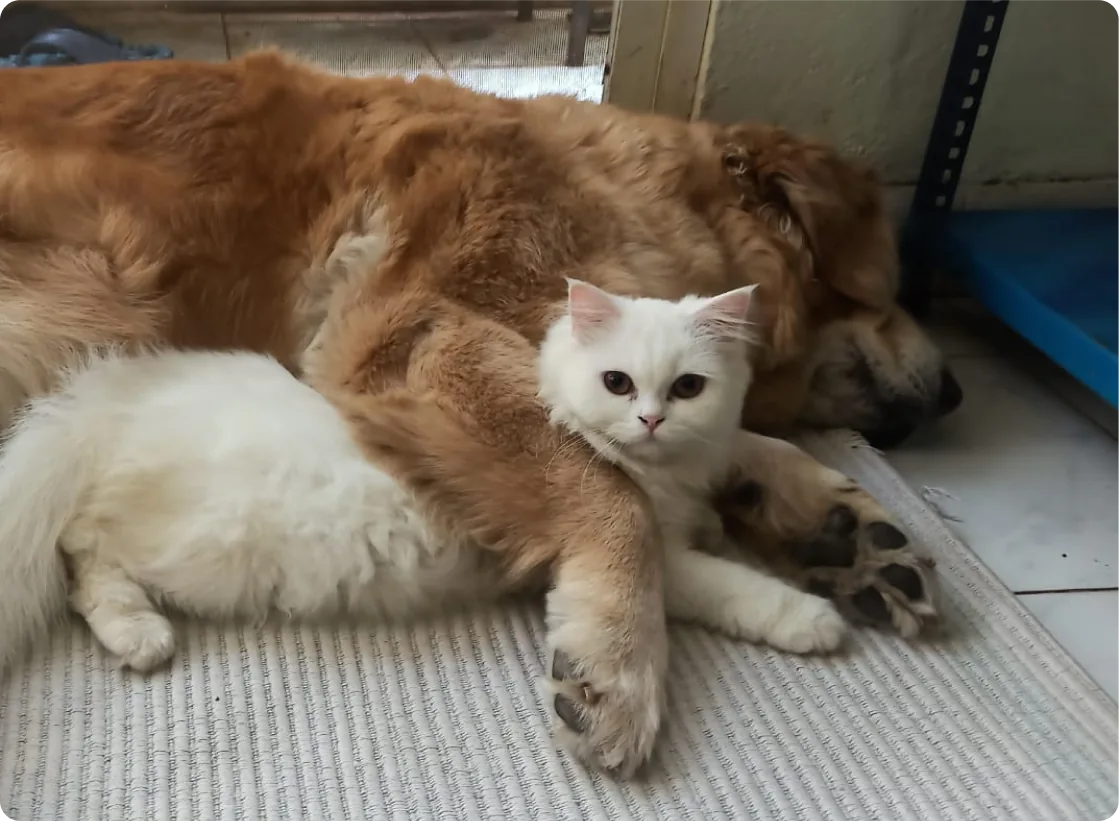 A golden retriever and a white cat napping together