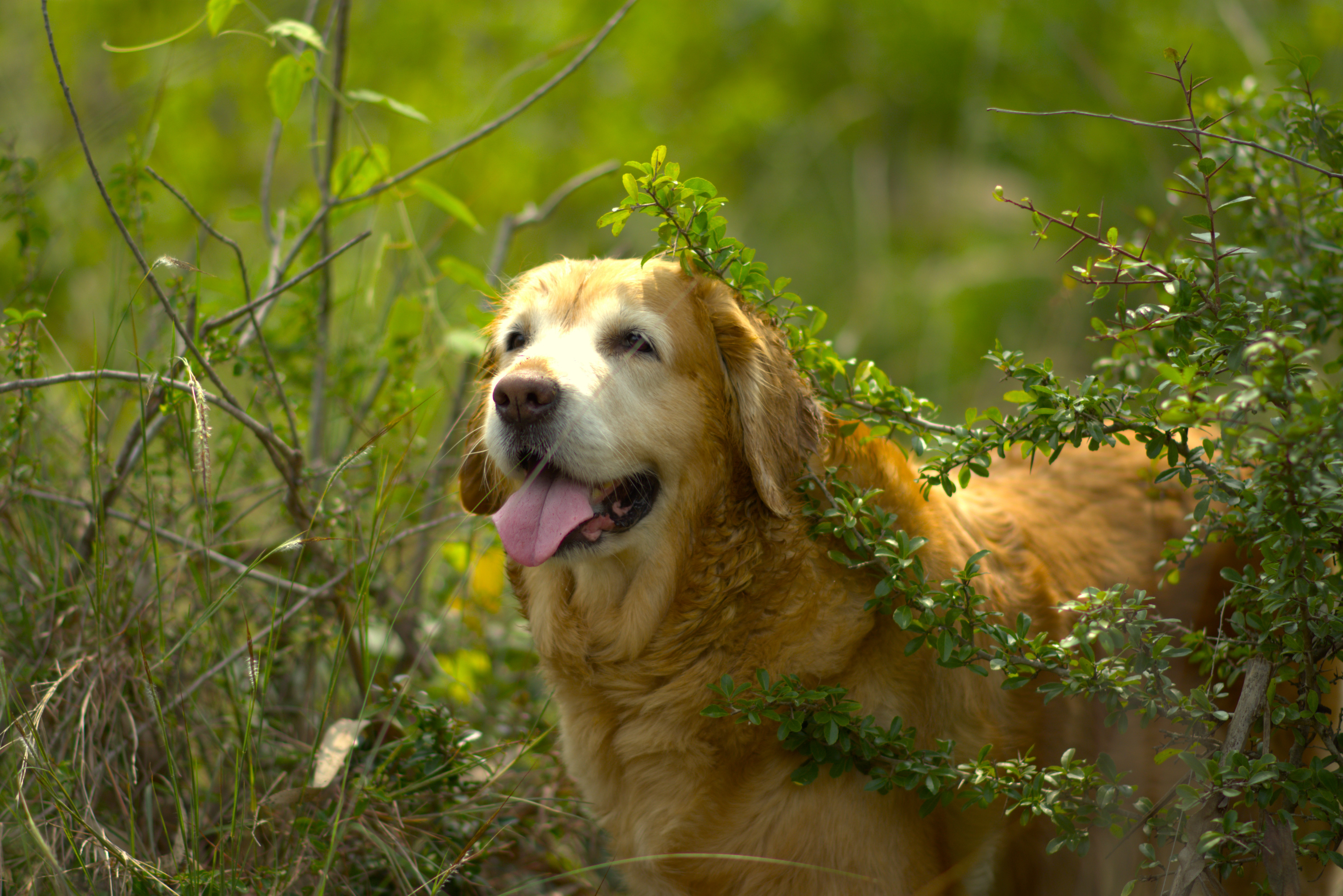 dog